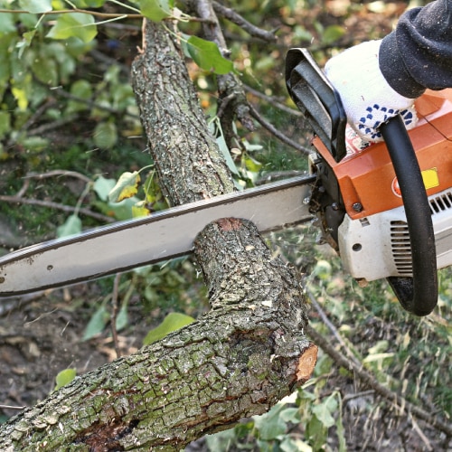 Tree Services